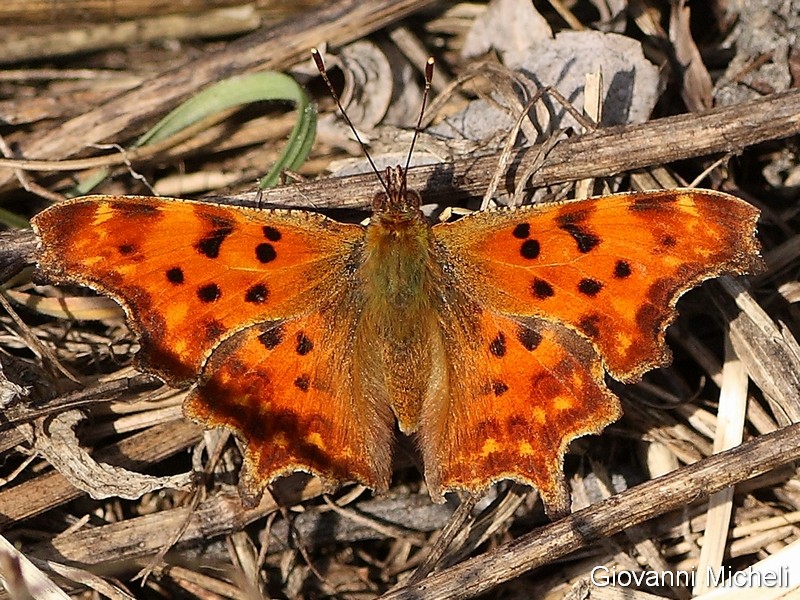 Boudinotiana notha  Geometridae